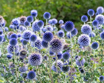 Set 2 Echinops Blue Glow Starter Plants - 3-6" Tall Plug - Globe Thistle Perennial - Blue Spherical Blooms for Garden and Landscape