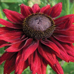 May include: Close-up of a deep red flower with layered petals. The flower's center is a dark brown with a textured appearance, surrounded by a ring of yellow stamens. The petals are a rich, velvety red, with subtle variations in tone.