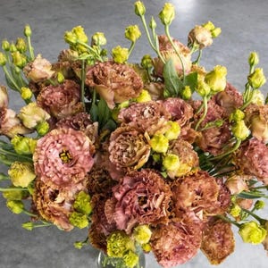 Lisianthus Rosanne Brown Plant Plug - 2-3&quot; Tall Starter Plant - 2&quot; Pot - Brown Bloom - Fast Growing Flower for Cottage Garden - Easy to Grow