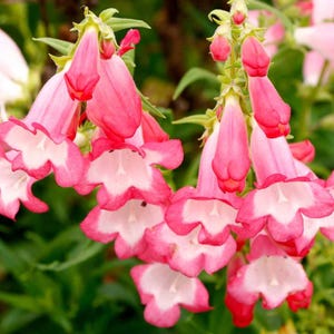 May include: Close-up of vibrant pink and white Penstemon flowers. The bell-shaped blooms have a white interior and a pink exterior, with a darker pink hue at the tips. Green leaves provide a contrasting backdrop to the colorful flowers.