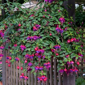 May include: A hanging basket overflowing with vibrant fuchsia plants. The flowers display a striking contrast of deep purple and bright red hues, complemented by lush green foliage. The plant is suspended in front of a wooden fence.