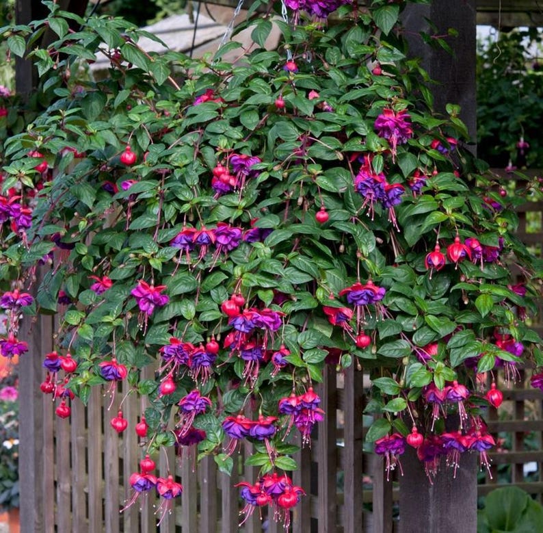 May include: A hanging basket overflowing with vibrant fuchsia plants. The flowers display a striking contrast of deep purple and bright red hues, complemented by lush green foliage. The plant is suspended in front of a wooden fence.