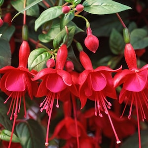 May include: Close-up of vibrant fuchsia flowers in full bloom. The flowers display a deep magenta hue with delicate, elongated stamens. Green leaves and buds provide a contrasting backdrop, creating a visually appealing floral arrangement. The image showcases the beauty of nature.