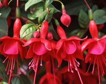 Marinka Fuchsia Live Starter Plant - 2-5" Tall - Fuchsia Hybrida - Red Flowers Fuchsia - Hanging Basket and Ornamental Garden