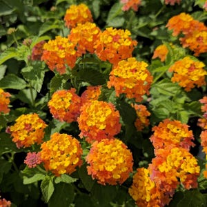 Lantana Miss Huff Plant Plug - 3-5&quot; Tall Starter Plant - Orange And Yellow Vibrant Blooms - Cold-Hardy Perennials Groundcover Lantana Shrub