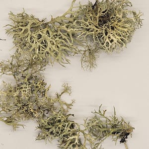 Op de afbeelding: Close-up van gedroogde, lichtgroene korstmossen met een vertakte, getextureerde uitstraling. De korstmos heeft een natuurlijke, organische uitstraling, met een mix van lichte en donkere groentinten. De afbeelding is tegen een effen witte achtergrond.