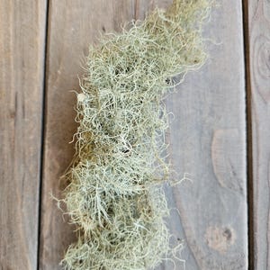 May include: A bundle of dried, light green Spanish moss, with a tangled, wispy texture. The moss is arranged on a weathered, light brown wooden surface, creating a natural, rustic aesthetic. Ideal for crafting and home decor.