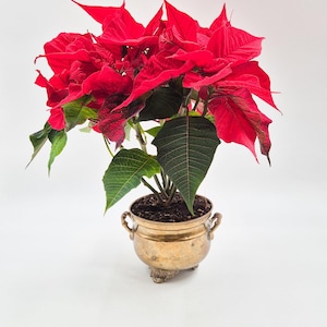 Vintage messing cachepot / bloempot