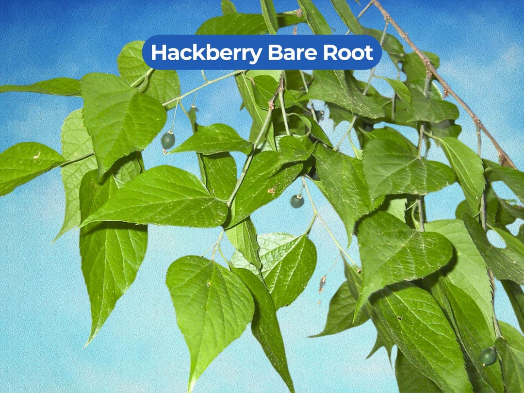 1 Hackberry Bare Root Tree - Celtis Occidentalis 6-12 Inch Starter - Etsy