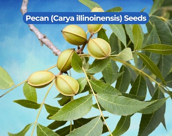 10 semillas de nogal americano (Carya illinoinensis), árbol de nueces nativo.