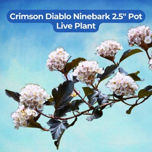 Puede incluir: Primer plano de una planta viva de Crimson Diablo Ninebark en maceta de 6,35 cm. La imagen muestra ramas con racimos de peque&ntilde;as flores blancas y hojas de color verde oscuro sobre un fondo de cielo azul.