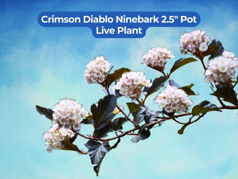 Puede incluir: Primer plano de una planta viva de Crimson Diablo Ninebark en maceta de 6,35 cm. La imagen muestra ramas con racimos de peque&ntilde;as flores blancas y hojas de color verde oscuro sobre un fondo de cielo azul.