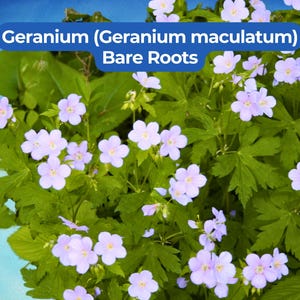 May include: A close-up of a Geranium plant with bare roots. The plant features light purple flowers with five petals and dark green leaves. The text "Geranium (Geranium maculatum) Bare Roots" is displayed in a blue box.