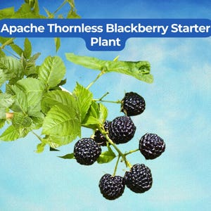 May include: A close-up of a blackberry plant with the text "Apache Thornless Blackberry Starter Plant" in a blue banner. The plant has green leaves and several clusters of ripe, dark purple blackberries against a blue sky.
