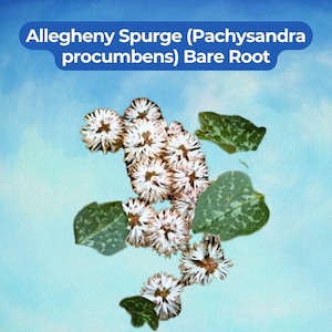 May include: Allegheny Spurge (Pachysandra procumbens) bare root plant featuring clusters of white, spiky, star-shaped flowers and several mottled, heart-shaped green leaves with light green variegation against a light blue background.