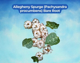 May include: Allegheny Spurge (Pachysandra procumbens) bare root plant featuring clusters of white, spiky, star-shaped flowers and several mottled, heart-shaped green leaves with light green variegation against a light blue background.