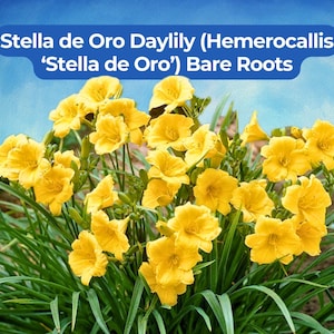 May include: A cluster of bright yellow Stella de Oro Daylily flowers with green foliage against a blue sky. The image includes the text "Stella de Oro Daylily (Hemerocallis 'Stella de Oro') Bare Roots".