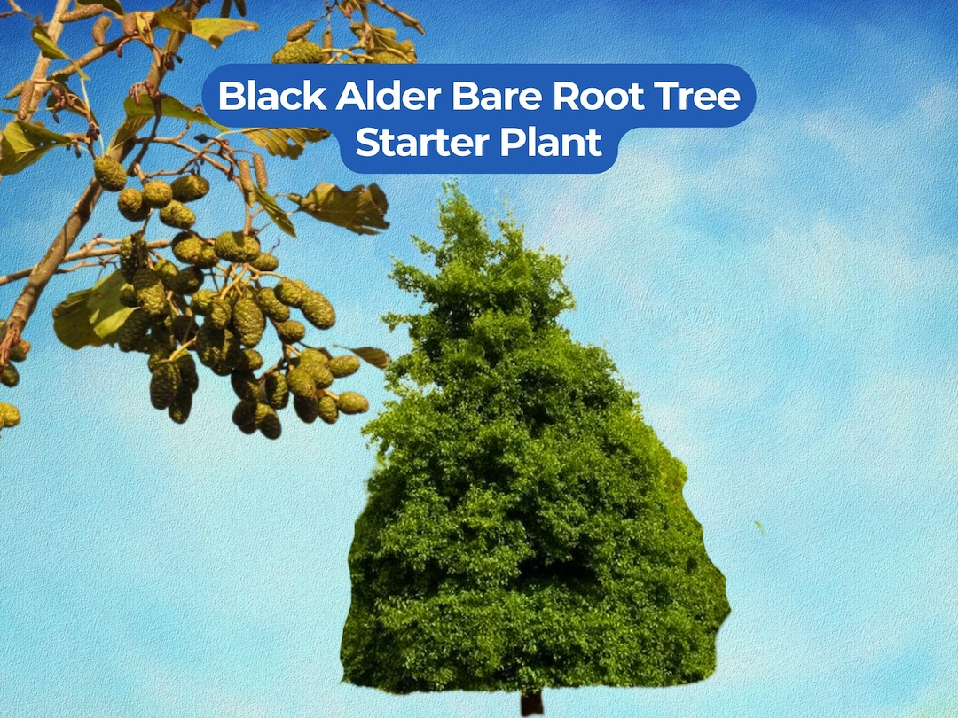 1 Black Alder Bare Root Tree - Alnus Glutinosa 6-12 Inch Starter - Etsy