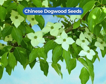 20 Chinese Dogwood Seeds (Cornus kousa chinensis) Flowering Ornamental Tree