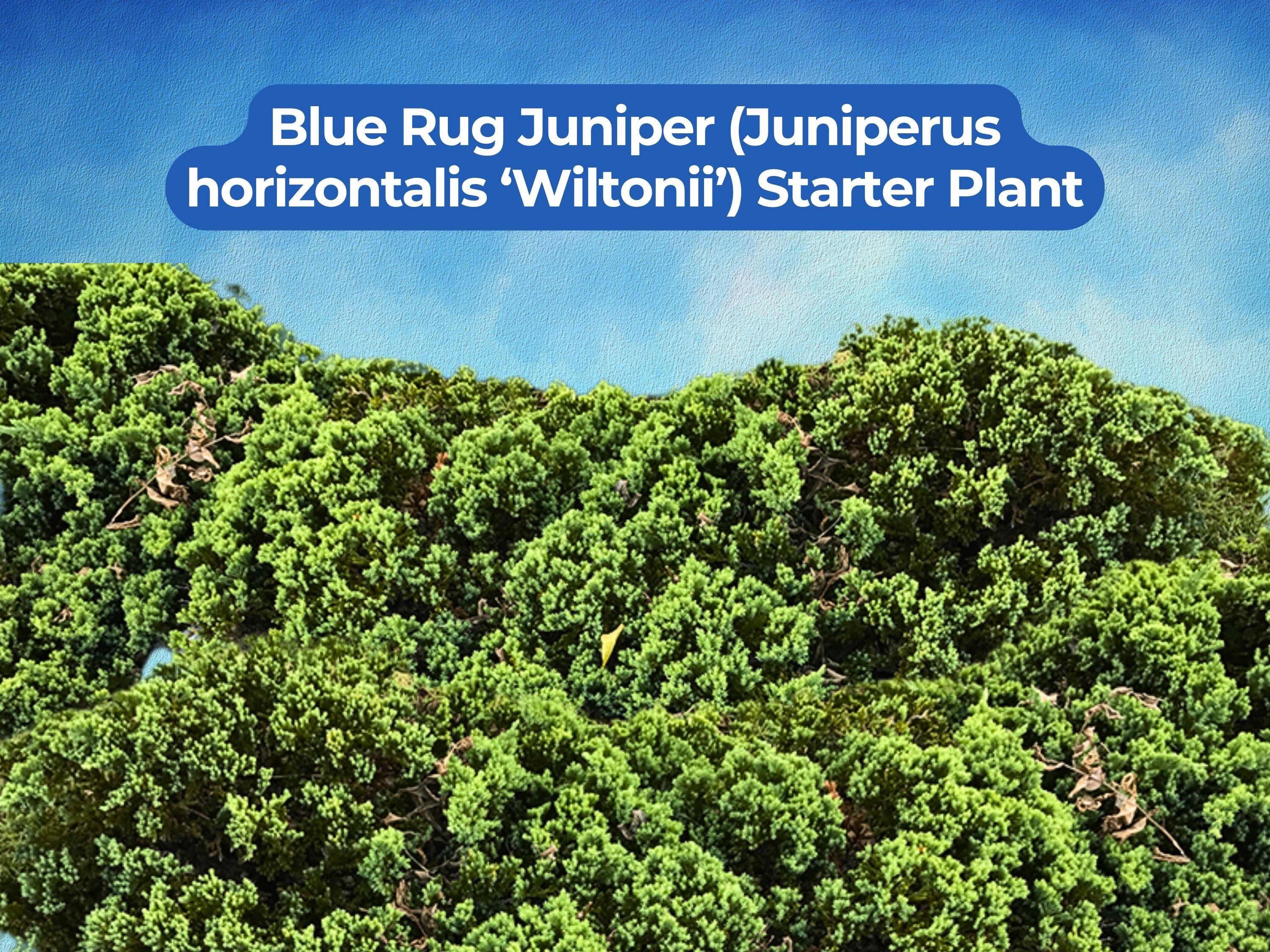 1 Blue Rug Juniper Starter Plant - Juniperus Horizontalis Wiltonii 4 ...