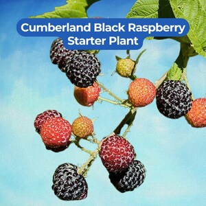 May include: Image of a Cumberland Black Raspberry Starter Plant. The image shows a close-up of a branch with green leaves and clusters of berries. The berries range in color from red to black and orange, with a blue sky background.