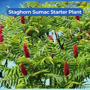 May include: A vibrant image of a Staghorn Sumac Starter Plant. The plant features lush green foliage and striking red, cone-shaped flower clusters. The text "Staghorn Sumac Starter Plant" is displayed in a blue banner across the top of the image.