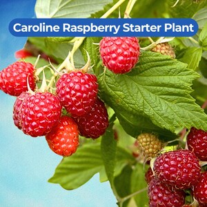 May include: Close-up of a Caroline Raspberry Starter Plant. The image shows clusters of ripe, red raspberries with green leaves and stems. The text "Caroline Raspberry Starter Plant" is displayed in a blue banner at the top.