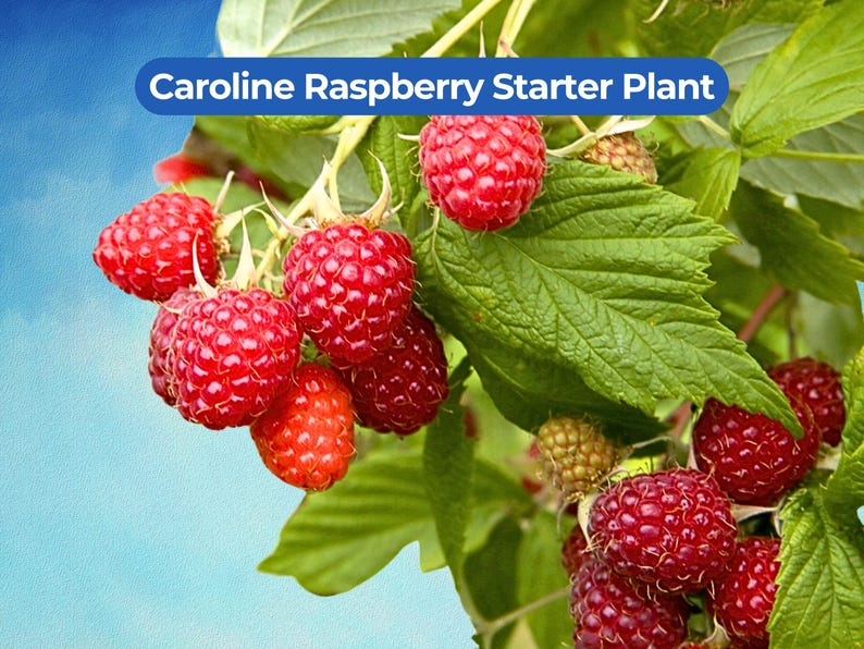 May include: Close-up of a Caroline Raspberry Starter Plant. The image shows clusters of ripe, red raspberries with green leaves and stems. The text "Caroline Raspberry Starter Plant" is displayed in a blue banner at the top.