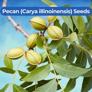 May include: A close-up of a pecan tree branch with several green pecans and vibrant green leaves. The text "Pecan (Carya illinoinensis) Seeds" is displayed in a blue banner at the top. The background is a light blue sky.