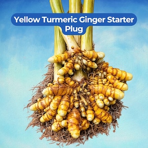 May include: A yellow turmeric ginger starter plug with multiple knobby, golden-orange rhizomes and fibrous brown roots attached to several upright, pale green stalks. The text "Yellow Turmeric Ginger Starter Plug" is displayed in white.