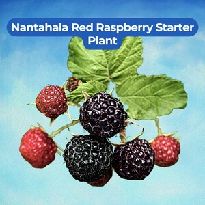 May include: A close-up of a Nantahala Red Raspberry Starter Plant. The image shows a cluster of red and black raspberries on a branch with green leaves. The background is a gradient of blue and white.