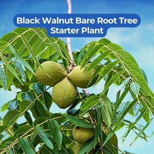 May include: A Black Walnut Bare Root Tree Starter Plant with green, compound leaves and several round, textured green fruits hanging from the branches. The text "Black Walnut Bare Root Tree Starter Plant" is displayed in a blue banner at the top.