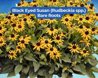 3 Rudbeckias de raíz desnuda (Black Eyed Susan) - Flor silvestre