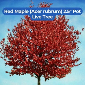 May include: A vibrant red maple tree, Acer rubrum, in a 2.5-inch pot, set against a bright blue sky. The tree's foliage is a deep, rich red, creating a striking contrast with the background. The image showcases a live tree.