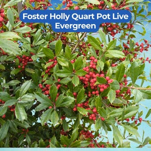 1 Foster Holly Quart Pot 7+ Inch Live Evergreen Shrub