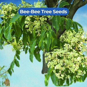 May include: Image of a tree with green leaves and clusters of small, light-colored flowers. The text "Bee-Bee Tree Seeds" is displayed in a blue banner across the top of the image. The background is a gradient of blue.