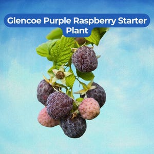 May include: A close-up of a Glencoe Purple Raspberry Starter Plant. The image shows a cluster of dark purple and pink raspberries on a green stem with leaves. The text "Glencoe Purple Raspberry Starter Plant" is in a blue banner at the top.
