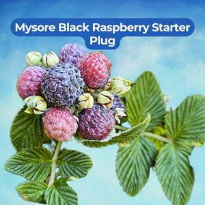 May include: Close-up of a cluster of Mysore Black Raspberry Starter Plugs. The image shows a mix of ripe, dark purple and pink raspberries, green leaves, and buds against a blue sky background. The text "Mysore Black Raspberry Starter Plug" is at the top.