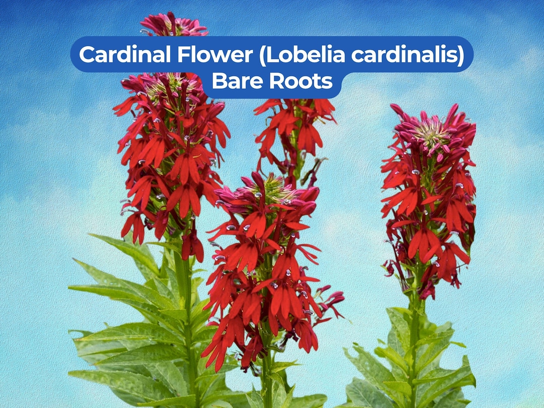 3 Cardinal Flower Bare Roots - Lobelia Cardinalis Wildflower3 Cardinal ...