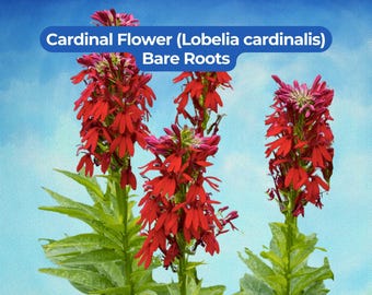 3 Raíces desnudas de flor cardenal - Lobelia cardinalis Wildflower3 Raíces desnudas de flor cardenal - Lobelia cardinalis Wildflower