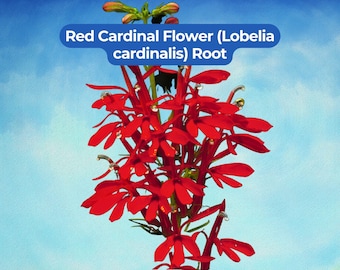 Cardinal Flower Root Systems (Lobelia cardinalis) – Native Red Perennial Plant, 5 Bare Roots