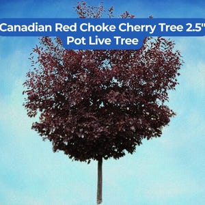 1 Canadian Red Choke Cherry Tree 2.5" Pot 8+ Inch Live Tree (Prunus virginiana)