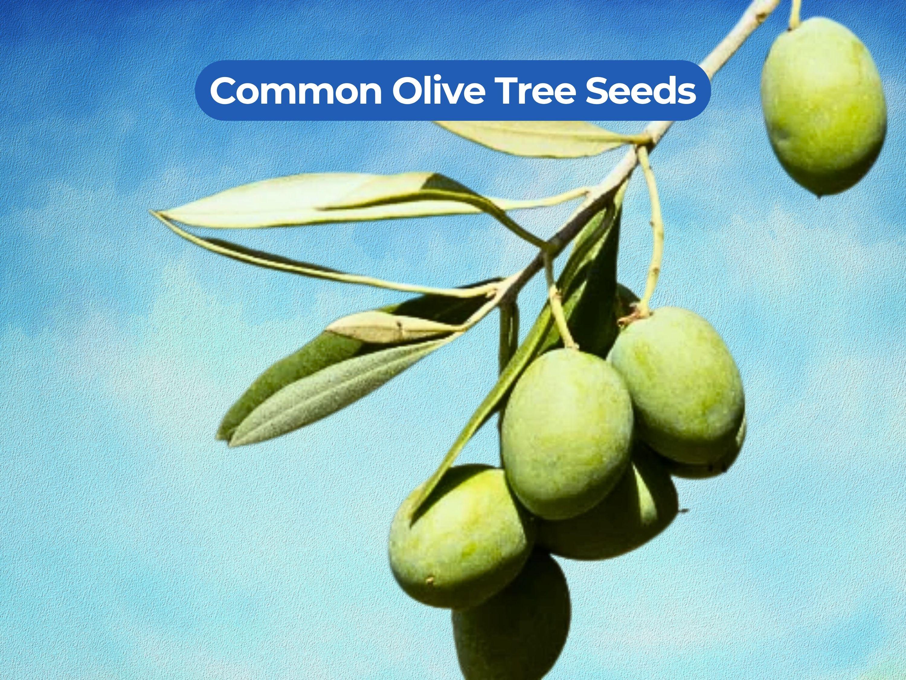 15 Common Olive Tree Seeds (olea Europaea) Evergreen Fruit Tree - Etsy