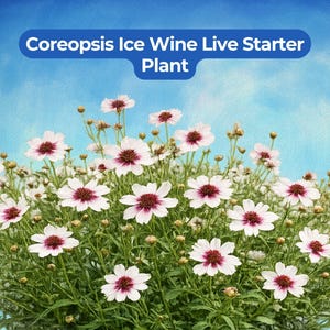 May include: A Coreopsis Ice Wine live starter plant featuring numerous white flowers with deep maroon centers and green foliage. The text Coreopsis Ice Wine Live Starter Plant is displayed in a blue banner at the top of the image.