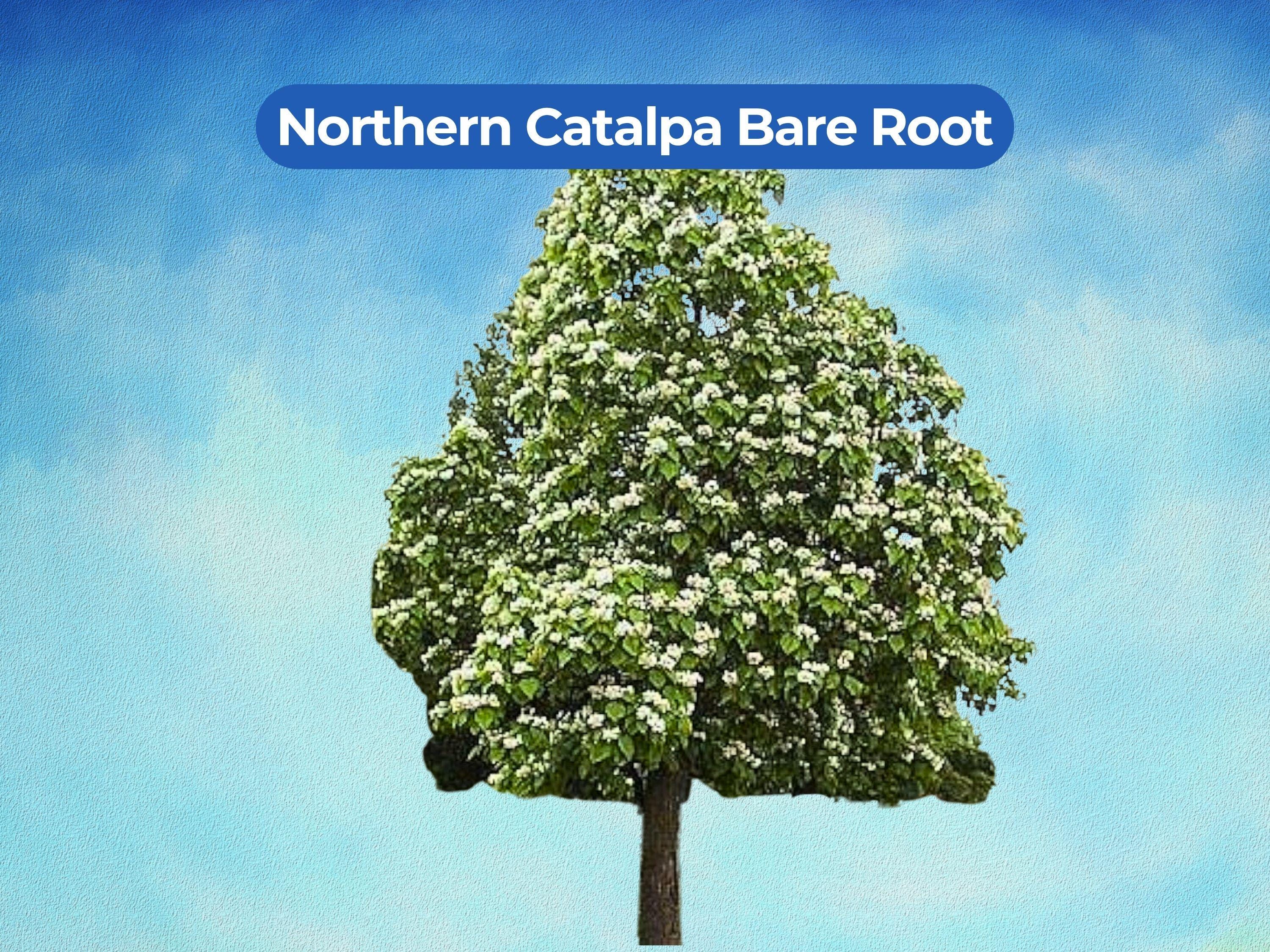 1 Northern Catalpa Bare Root Tree - Catalpa Speciosa 12 Inch Starter - Etsy