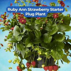 May include: A Ruby Ann Strawberry Starter Plug Plant featuring deep red flowers and ripening strawberries. The plant has lush green leaves and is contained in a black pot. The text Ruby Ann Strawberry Starter Plug Plant is visible.
