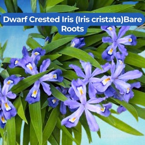 May include: Close-up of Dwarf Crested Iris (Iris cristata) Bare Roots. The image features several vibrant, purple flowers with yellow and white accents, surrounded by long, green leaves. The text "Dwarf Crested Iris (Iris cristata) Bare Roots" is displayed in a blue box.