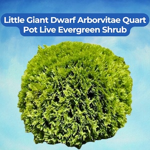 May include: A vibrant green Little Giant Dwarf Arborvitae shrub in a quart pot. The evergreen plant has a dense, rounded shape, set against a blue sky background. Text on a blue banner reads "Little Giant Dwarf Arborvitae Quart Pot Live Evergreen Shrub."