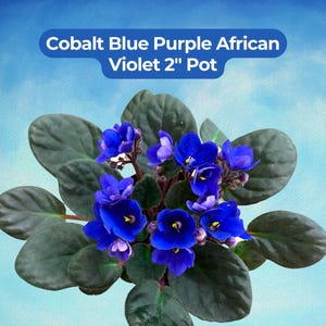 May include: An African violet plant with deep cobalt blue and purple flowers and dark green, rounded leaves. The text Cobalt Blue Purple African Violet 2" Pot is displayed above the plant against a light blue background.