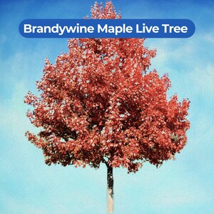 May include: A Brandywine Maple Live Tree with vibrant red foliage against a blue sky. The tree has a slender trunk and a full, rounded crown. The text "Brandywine Maple Live Tree" is displayed in a blue banner.